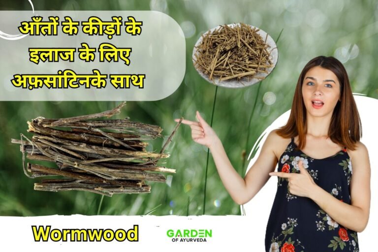 अफ़सांटिन के 8 फायदे और उपयोग | Afsanteen uses in hindi | afsanteen ke fayde | Wormwood