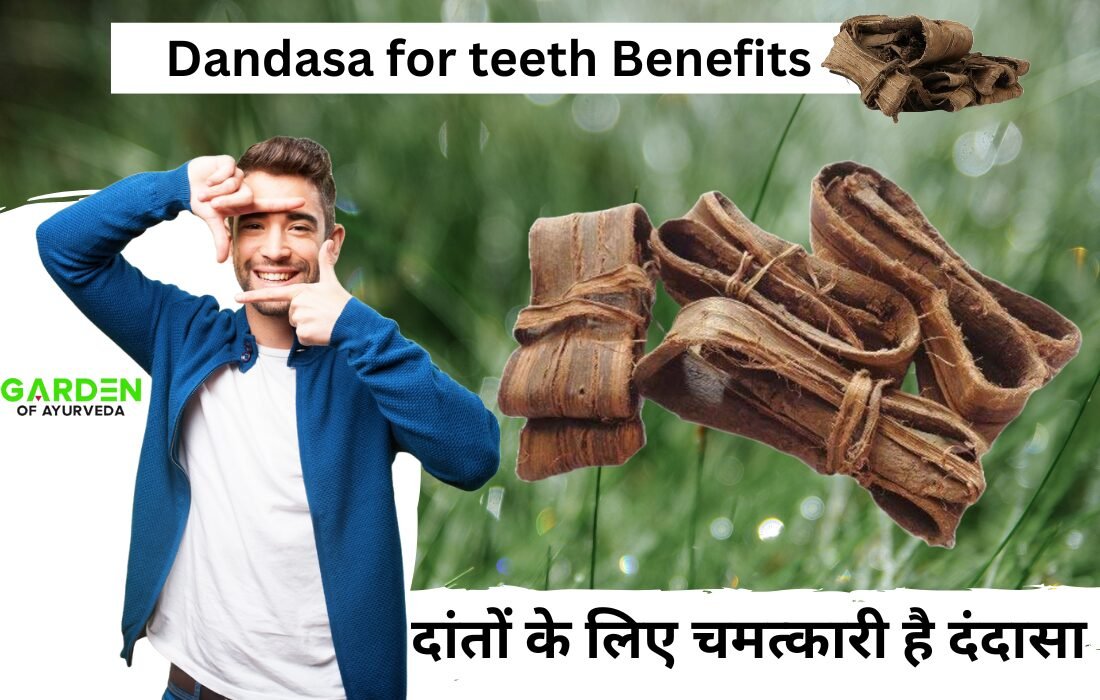 Dandasa for teeth Benefits : दांतों के लिए चमत्कारी है दंदासा | Dandasa Benefits in hindi