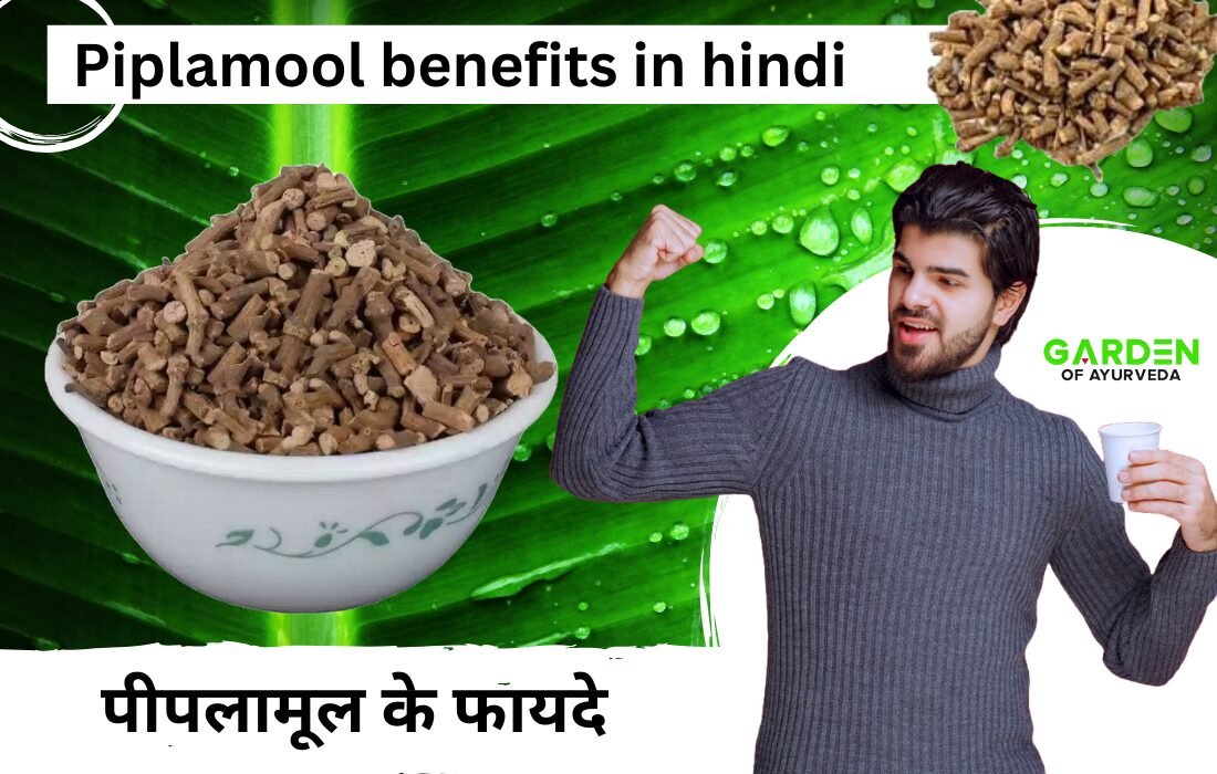 पीपलामूल के फायदे | Piplamool benefits in hindi | Piplamool uses in hindi