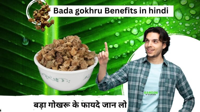 Bada gokhru Benefits in hindi | बड़ा गोखरू के फायदे जान लो